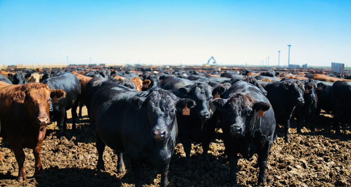 sf_homepage-panel-feedlot-01_min