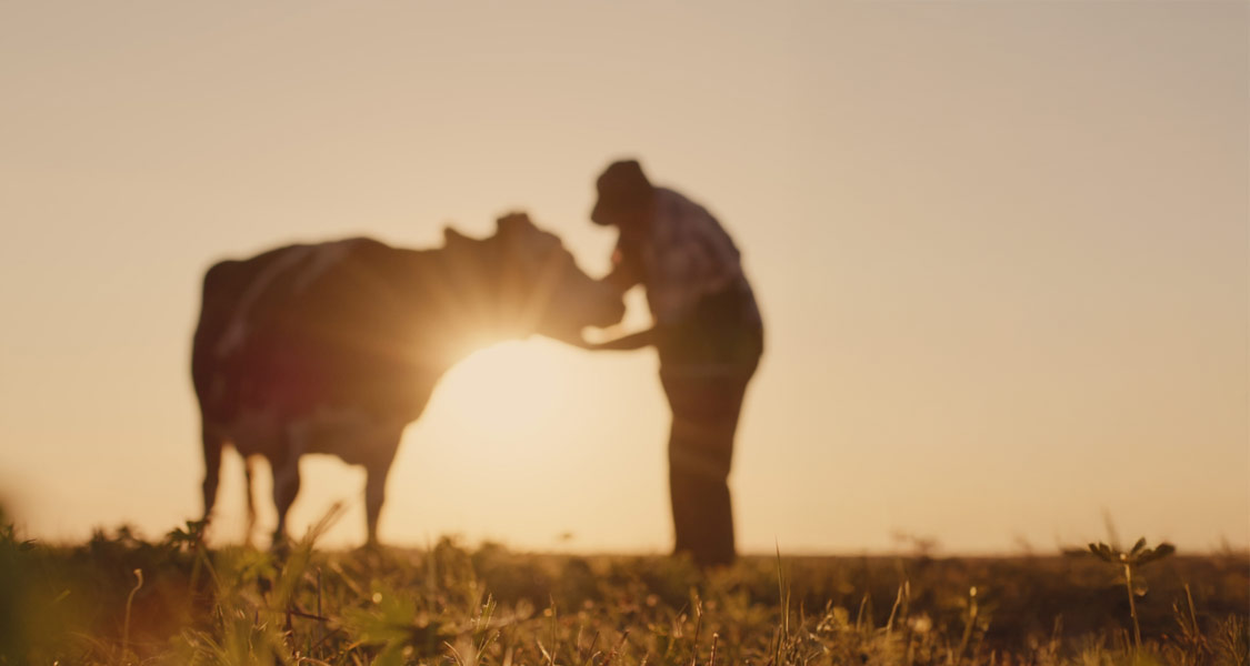 sf-cattle-health