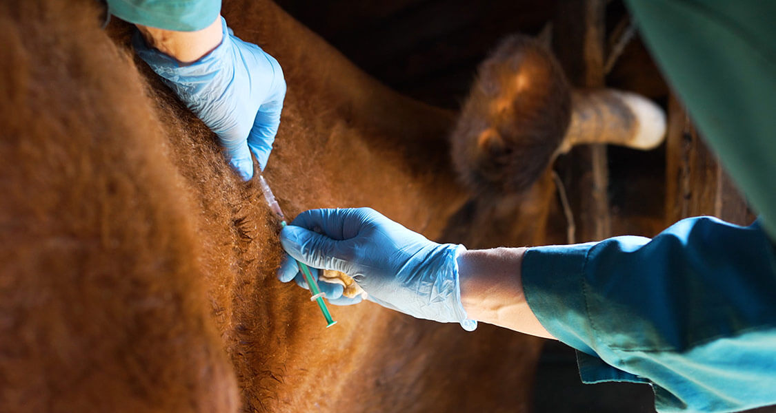 sf-cattle-vaccination_min
