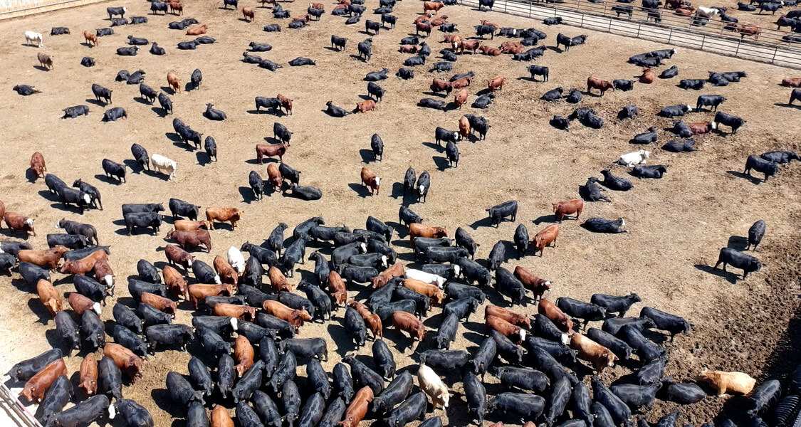 sf-cattle_min